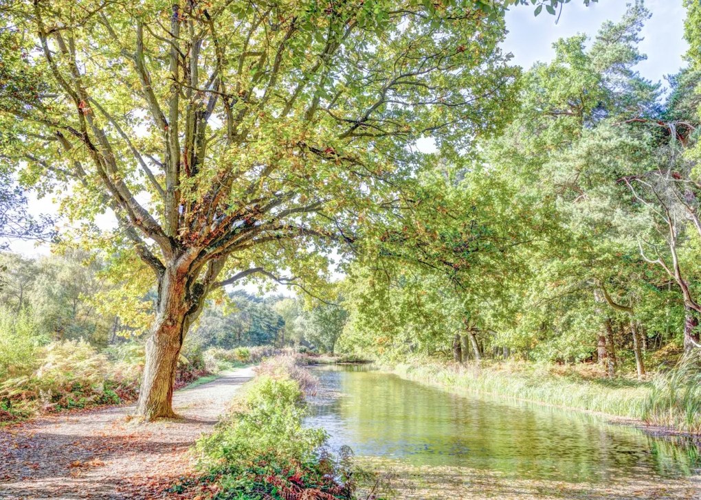 Poszter 70x50cm Ösvény a csatorna felett az erdőben, Assaf Frank