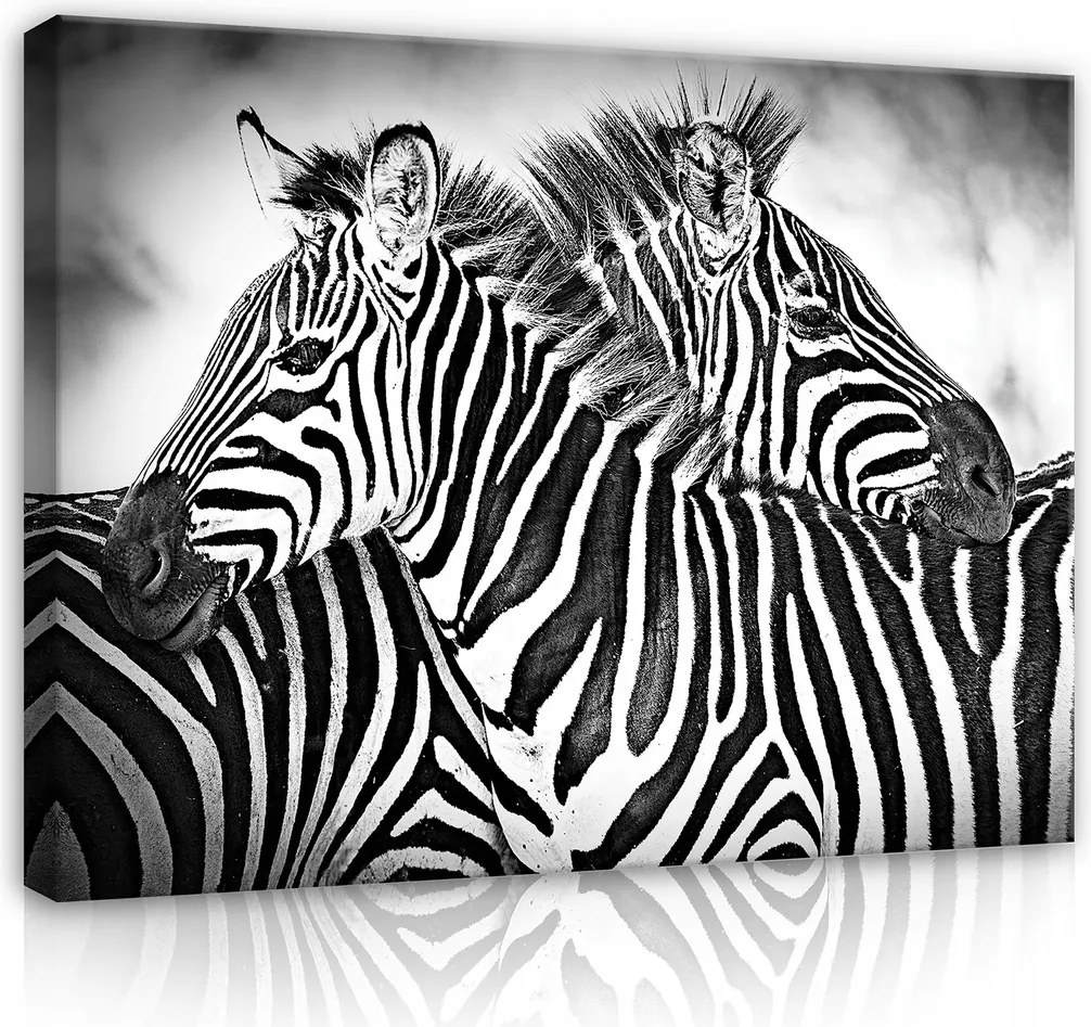 Vászonkép 100x75 Zebra afrikai szavanna vad természet fekete-fehér csíkos