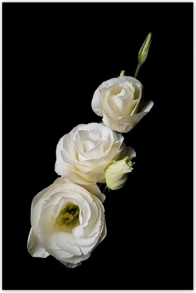 Poszterek 80x120 Eustoma russellianum