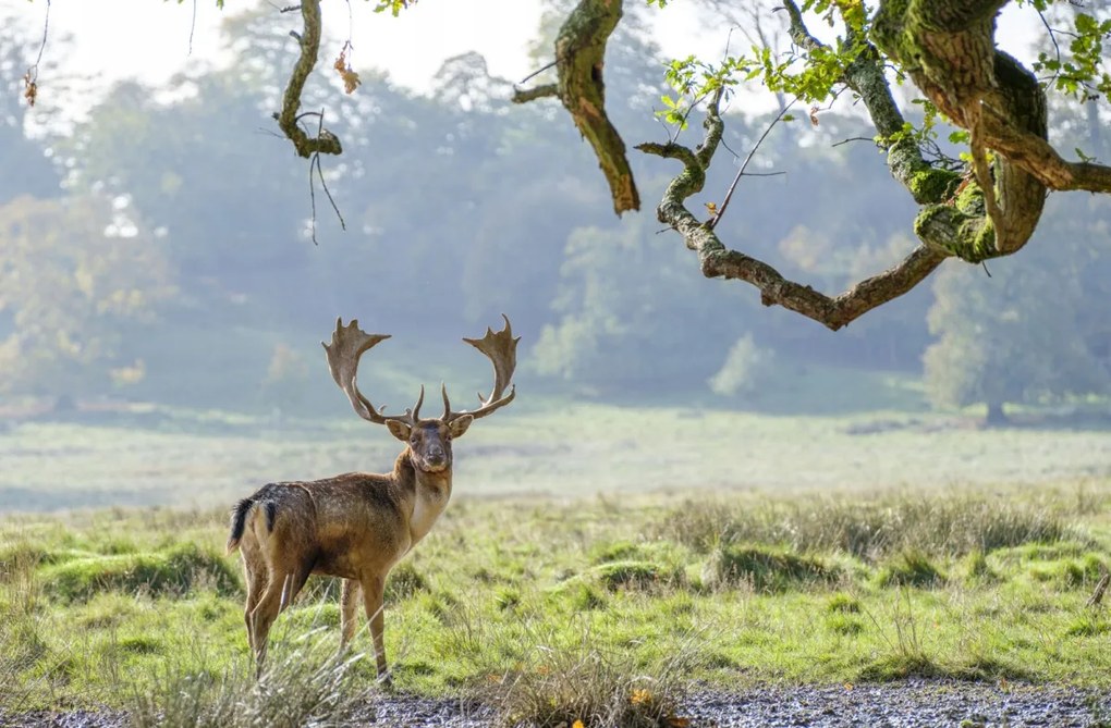 Poszter 91,5x60cm Szarvas a fa alatt, Assaf Frank