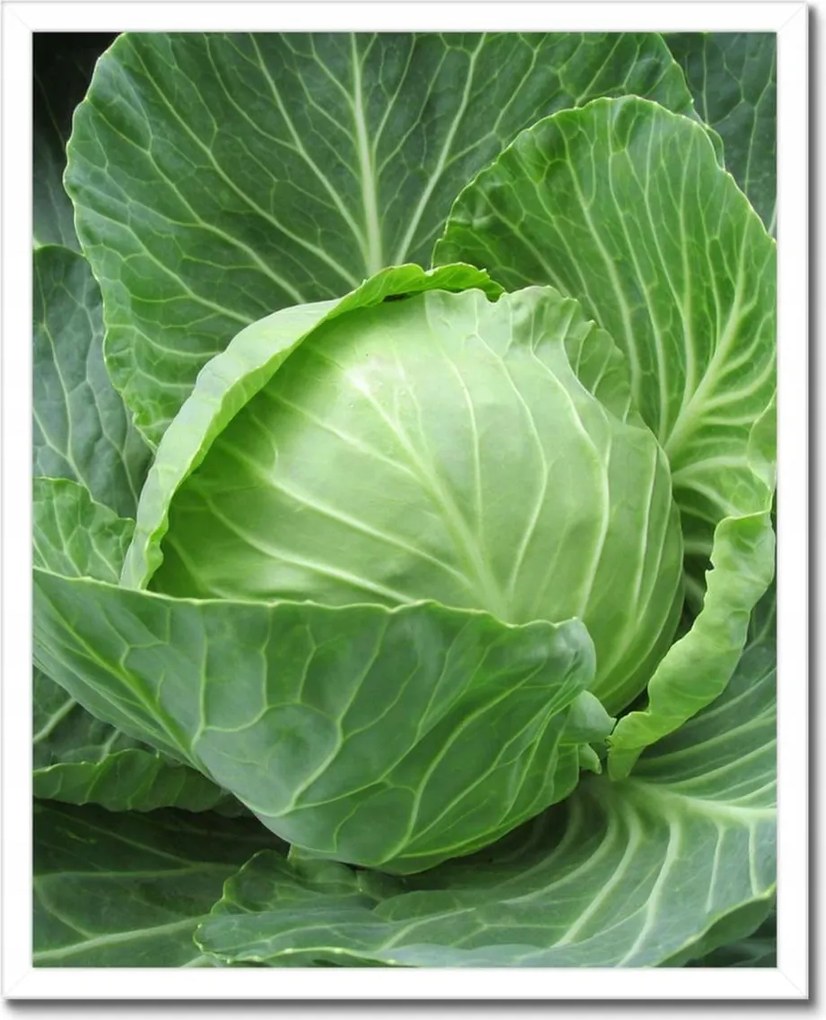 Poszterek keretben 40x50 Fiatal káposzta