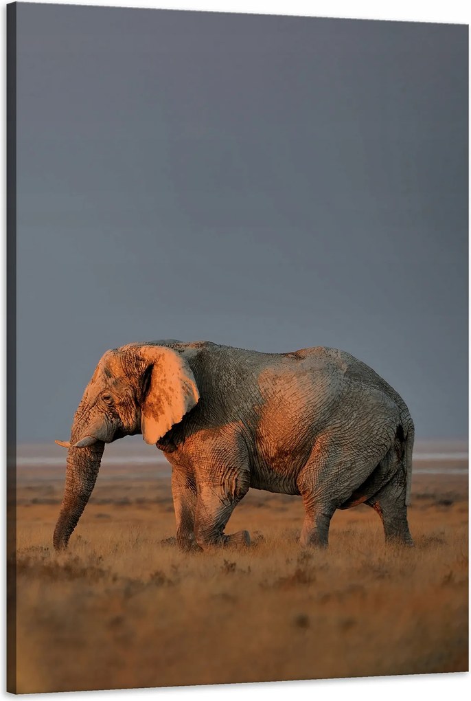 Vászonkép Elefánt szavanna Afrika Ég Fű 60x90 cm