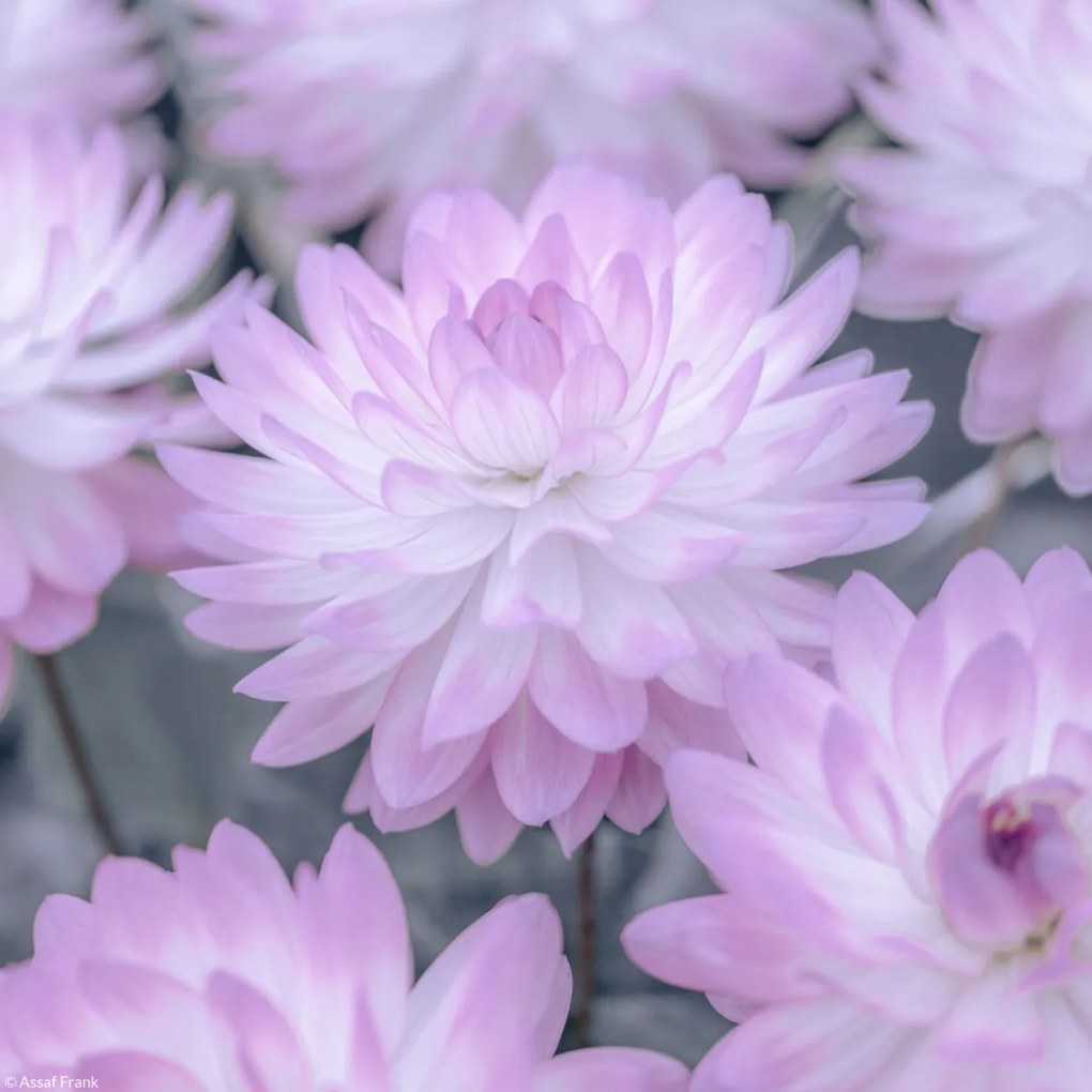 Poszter 20x20cm Dália virágok, Assaf Frank