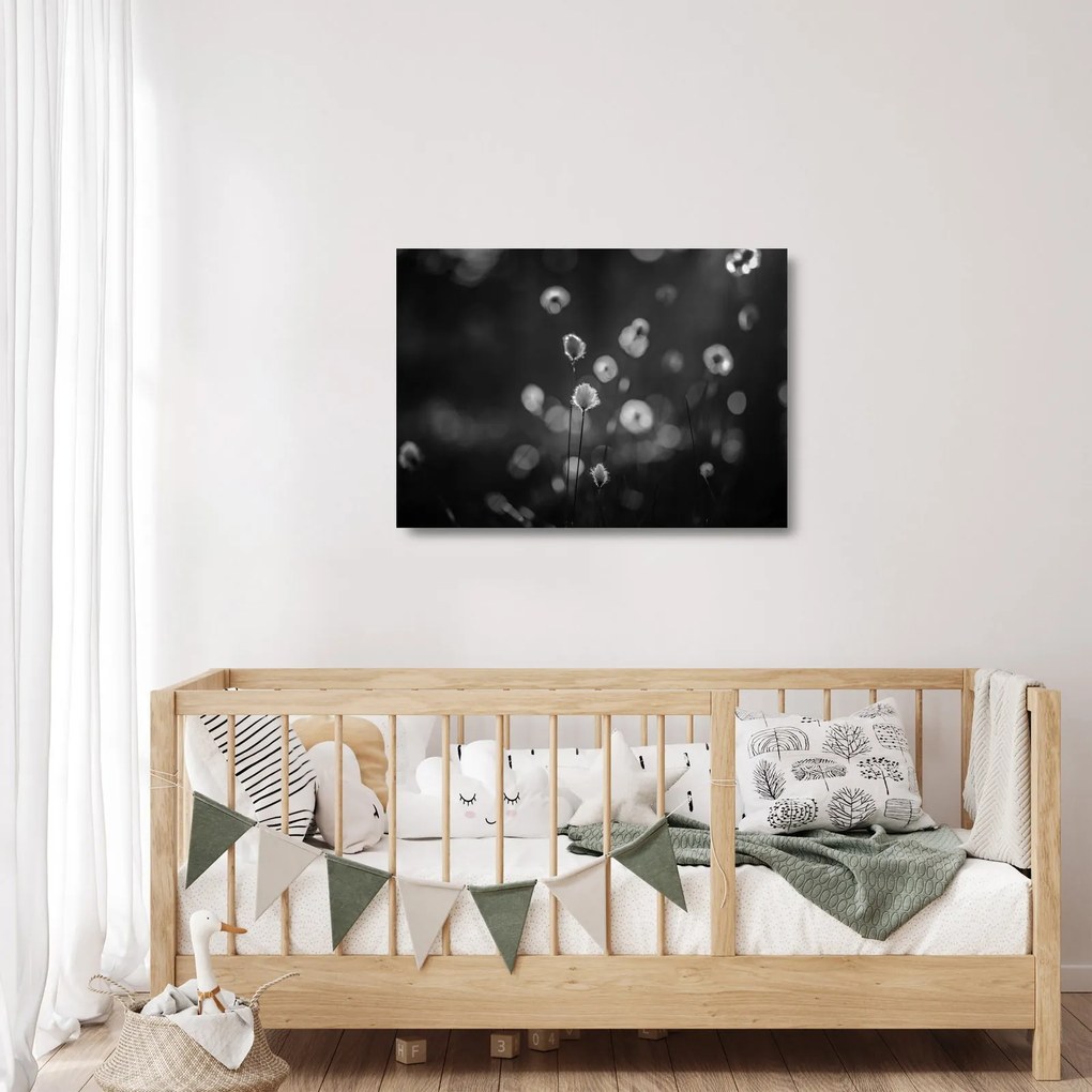 Üveg kép - Pamutfű a réten (70x50 cm)