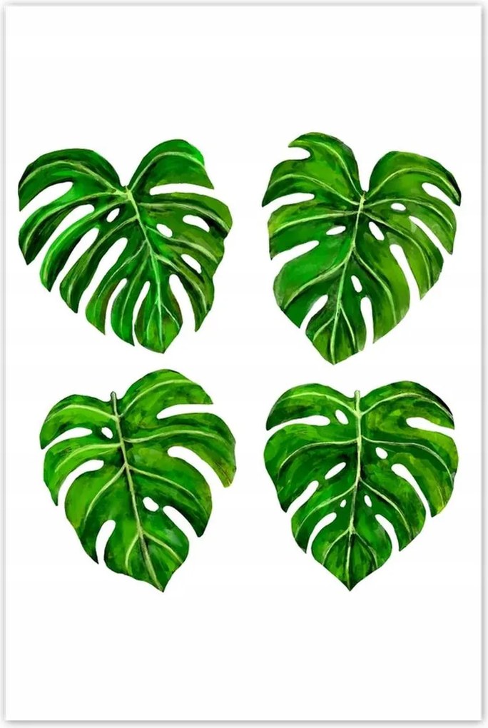 Poszterek 80x120 Lyukas monsera levelek