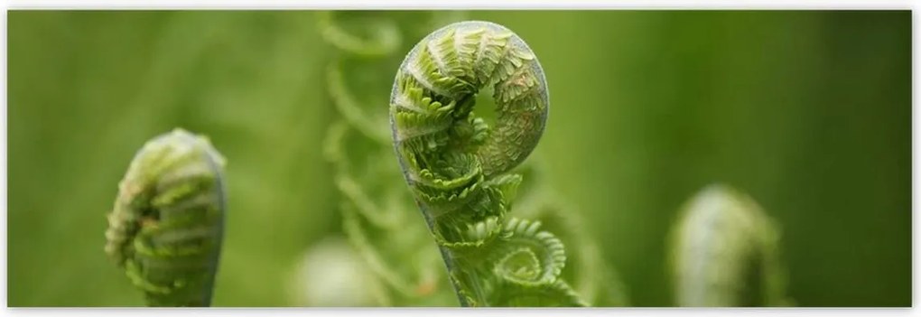 Poszterek 200x66 Páfrányok Erdő Zöld levél