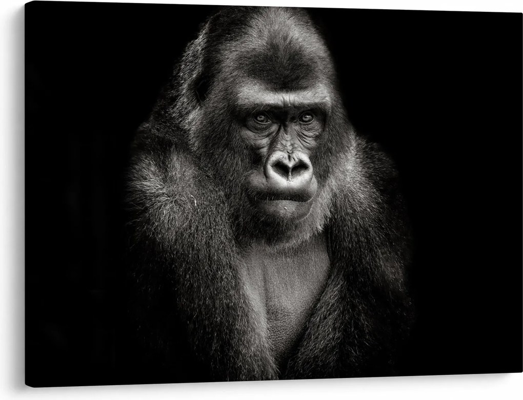 Kép - Gorilla (70x50 cm)