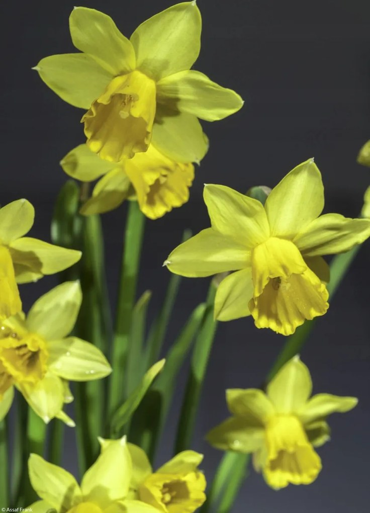Poszter 20,5x28,4cm Nárciszok, Assaf Frank