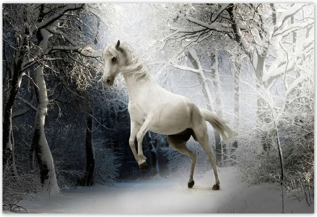 Poszterek 155x105 Fehér paripa