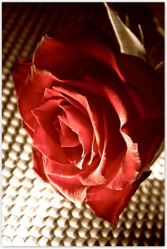 Poszterek 80x120 Rózsa egy lánynak