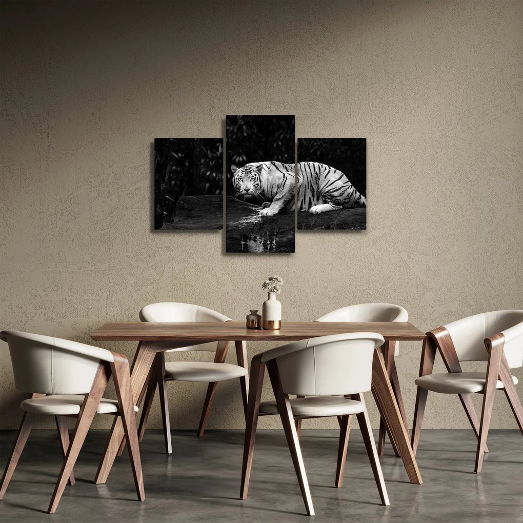 Kép - albínó tigris, fekete-fehér (90x60 cm)