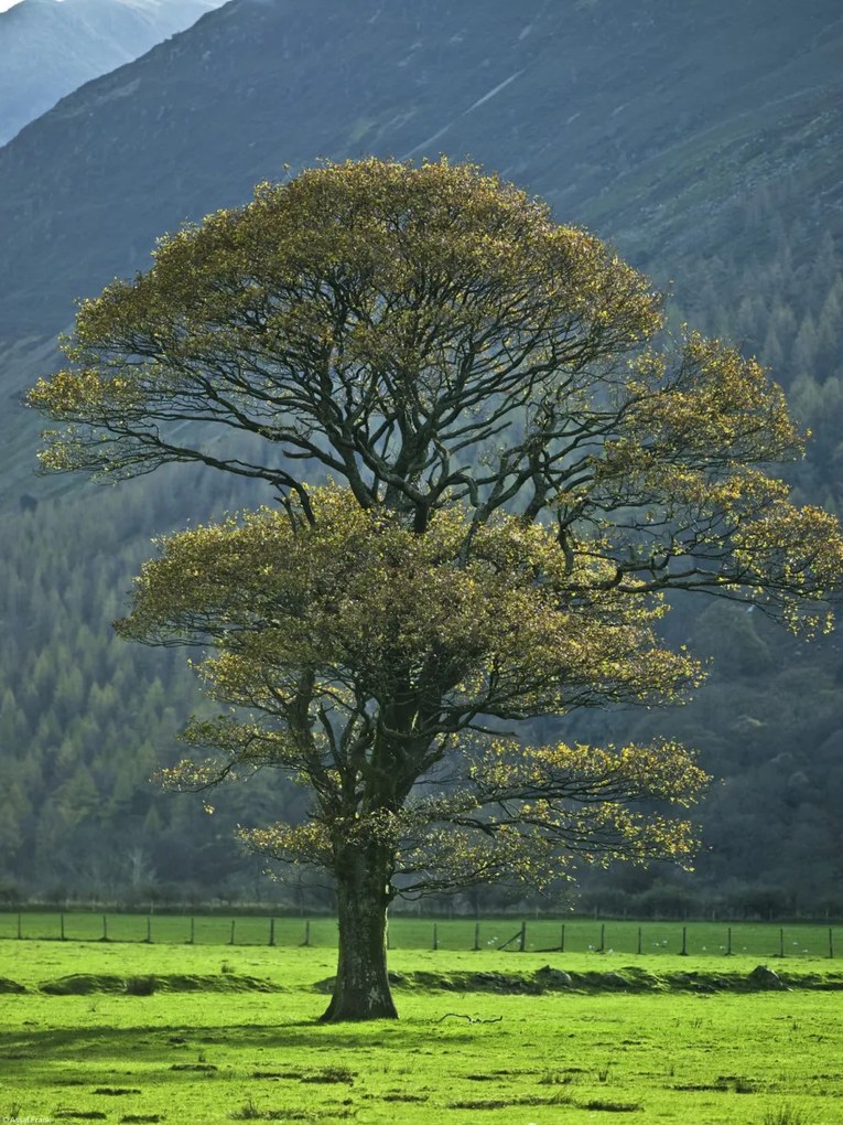 Poszter 30x40cm Fa a mezőn, Assaf Frank