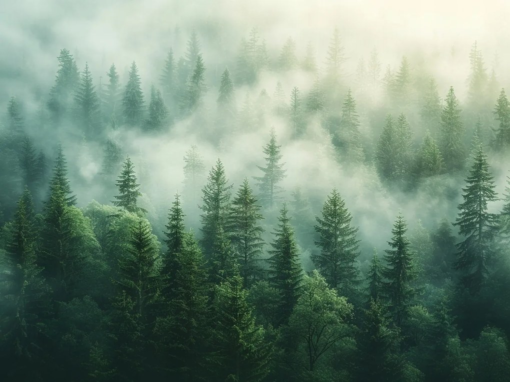 Vászonkép Canvas Tájkép Hegyek Fák Erdő Köd Nap 100x75