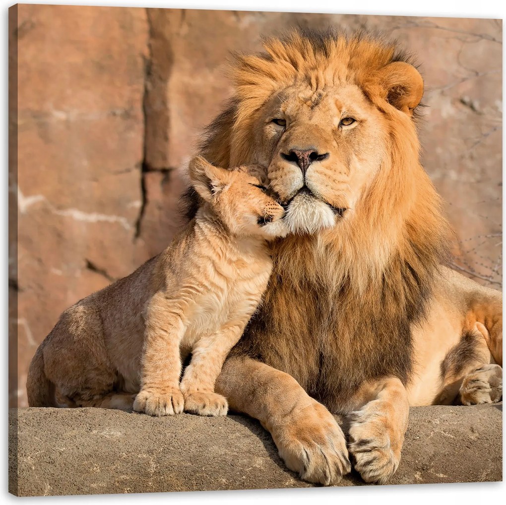 Vászonkép Oroszlán és oroszlánkölyök Természet Sziklák Fény 50X50 cm