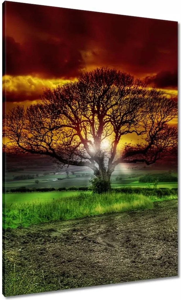 Vászonkép 70x100 Varázslatos fa tájkép