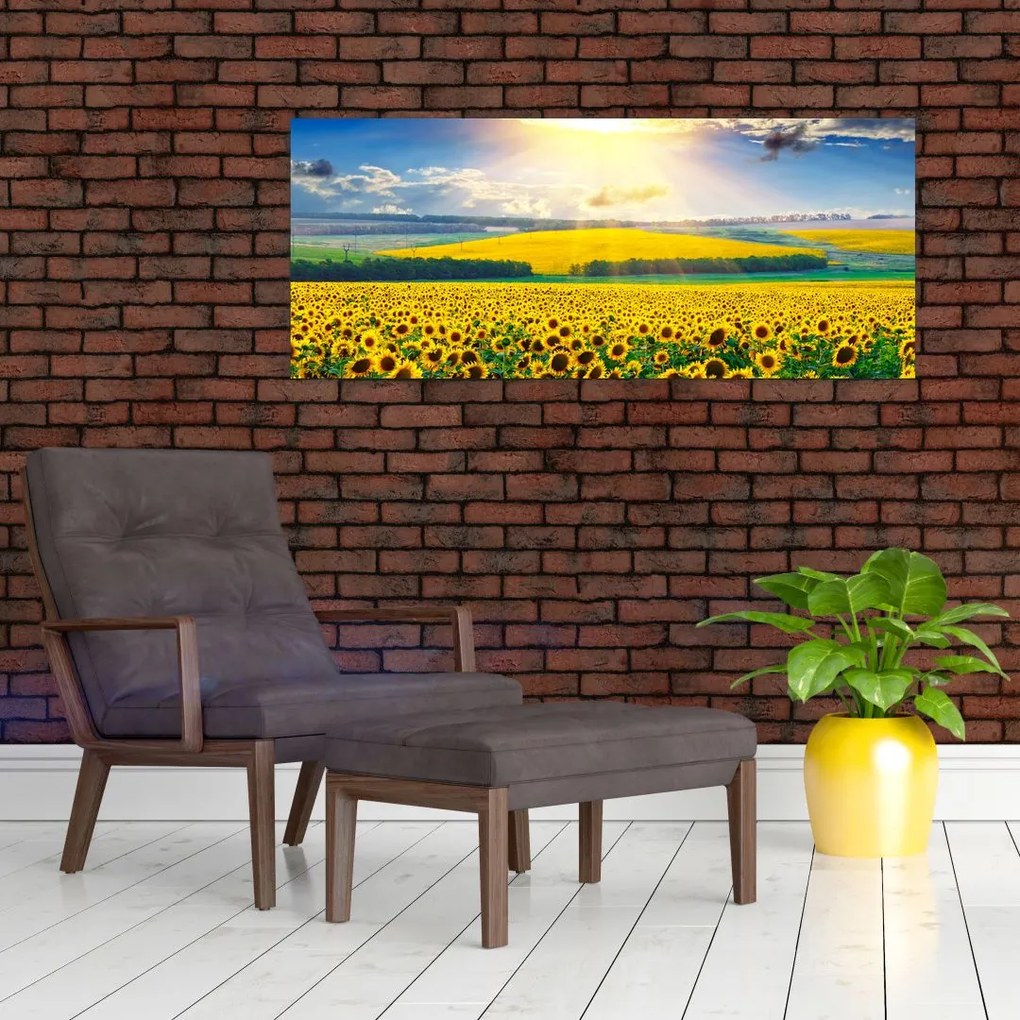 Kép - Napraforgó mező (120x50 cm)