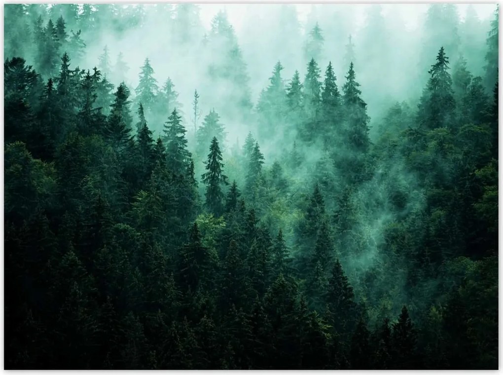 Poszterek 135x100 Erdő Köd Tájkép Utazás