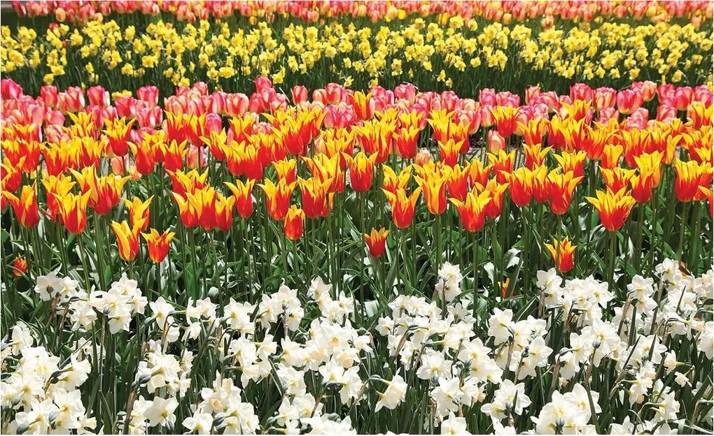 Fotótapéta flizelina Tulipánok és nárciszok Színes Virágmező 368x254 +ragasztó