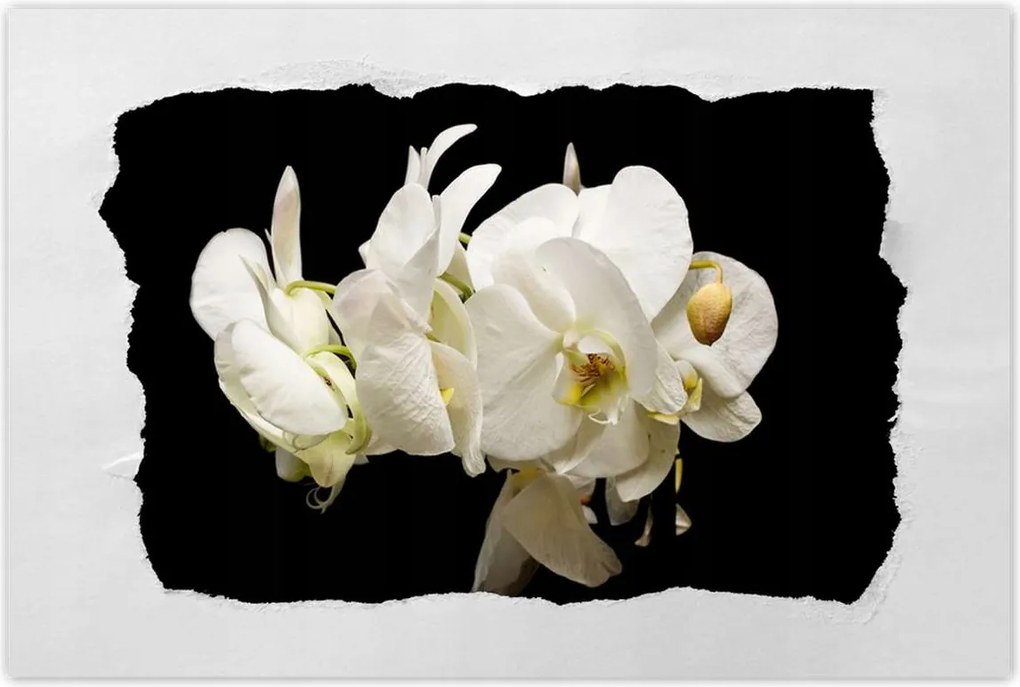 Poszterek 90x60 Fehér orchidea virágok
