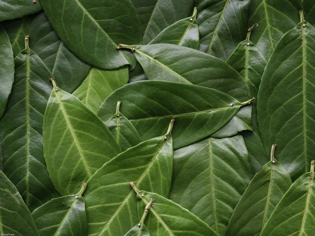 Poszter 40x30cm Zöld levelek, Assaf Frank