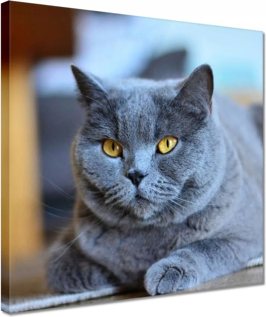 Vászonkép 30x30 Cica Cicák