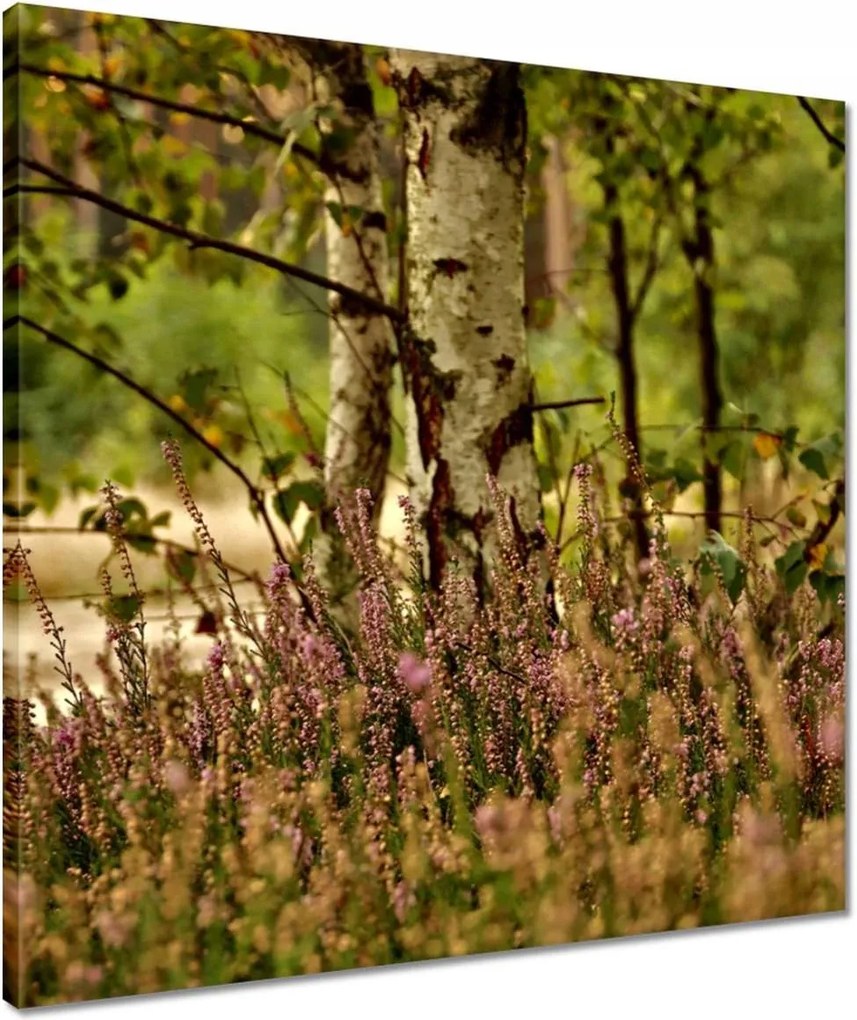 Vászonkép 50x50 Nyírfa a hangák között Erdő