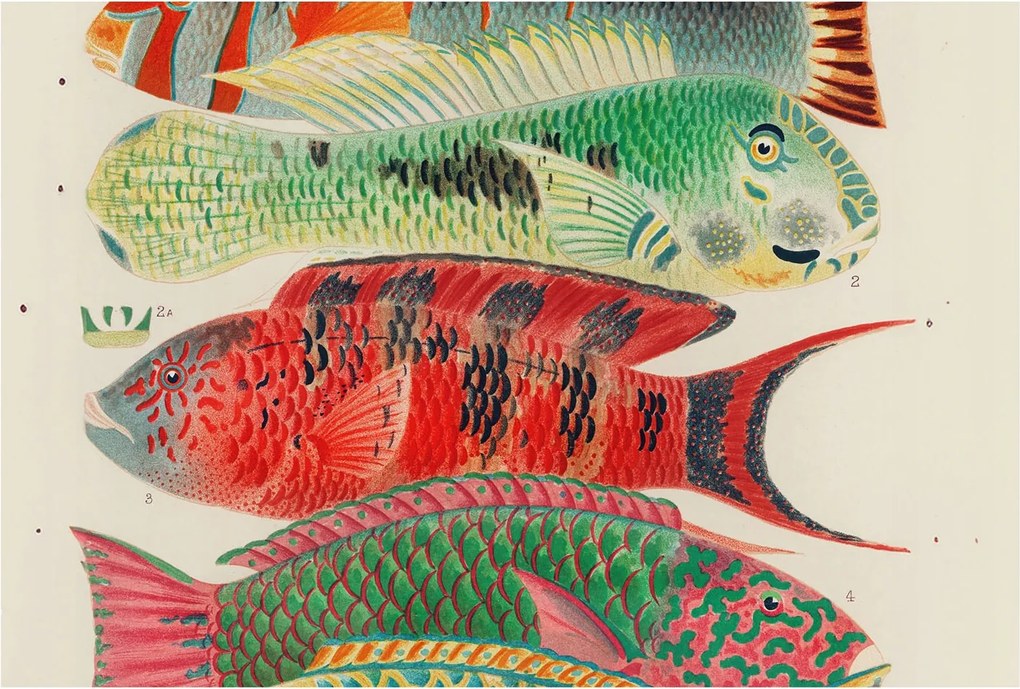 Fotótapéta Fali ragasztó szett Egzotikus halak 104x70 Ragasztó