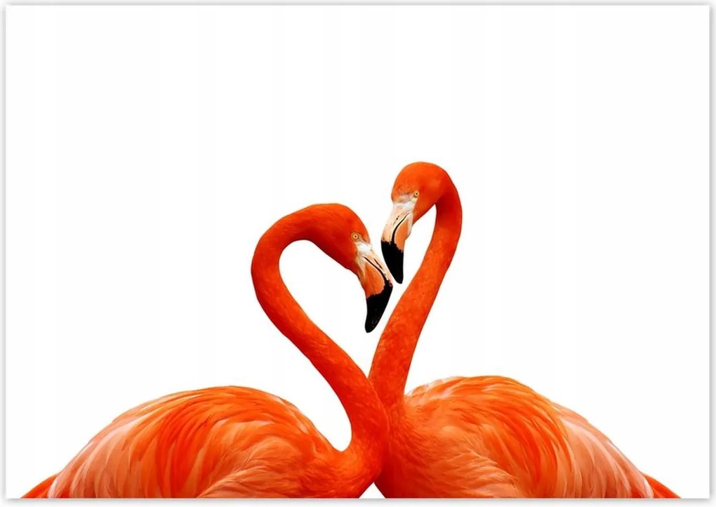 Poszterek 100x70 Szerelmes pelikánok