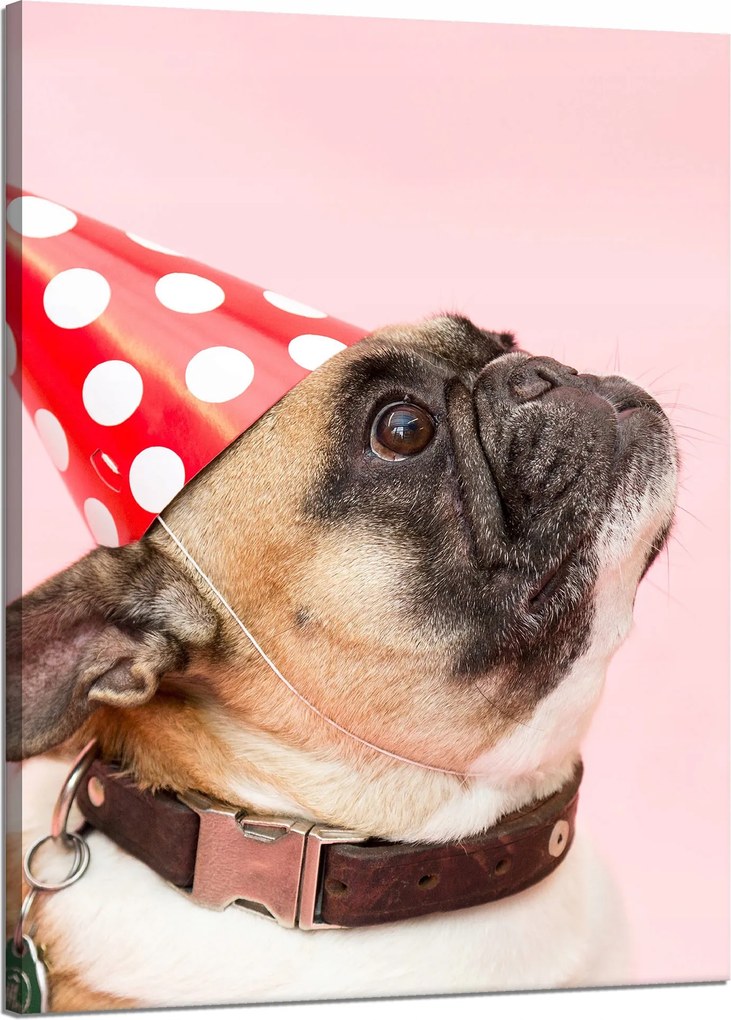 Ifjúsági Vászonkép Mopsz Születésnap Állatok Természet Kutya 50X70