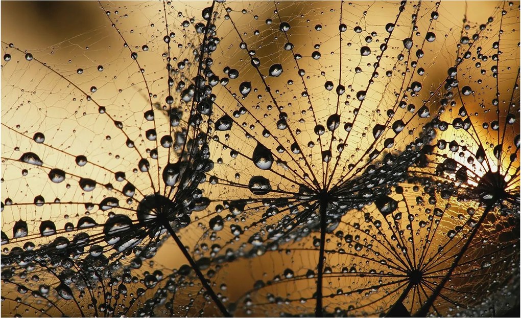 Fali fotótapéta előszoba konyhába Finom cseppek 416x254 Ragasztó