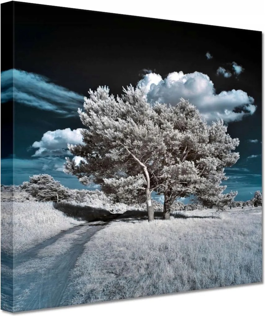 Festmények 20x20 Fa