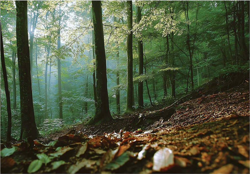 Fotótapéta Erdő 3D Természet Fák Tájkép Falra Hálószoba Nappali 150x105