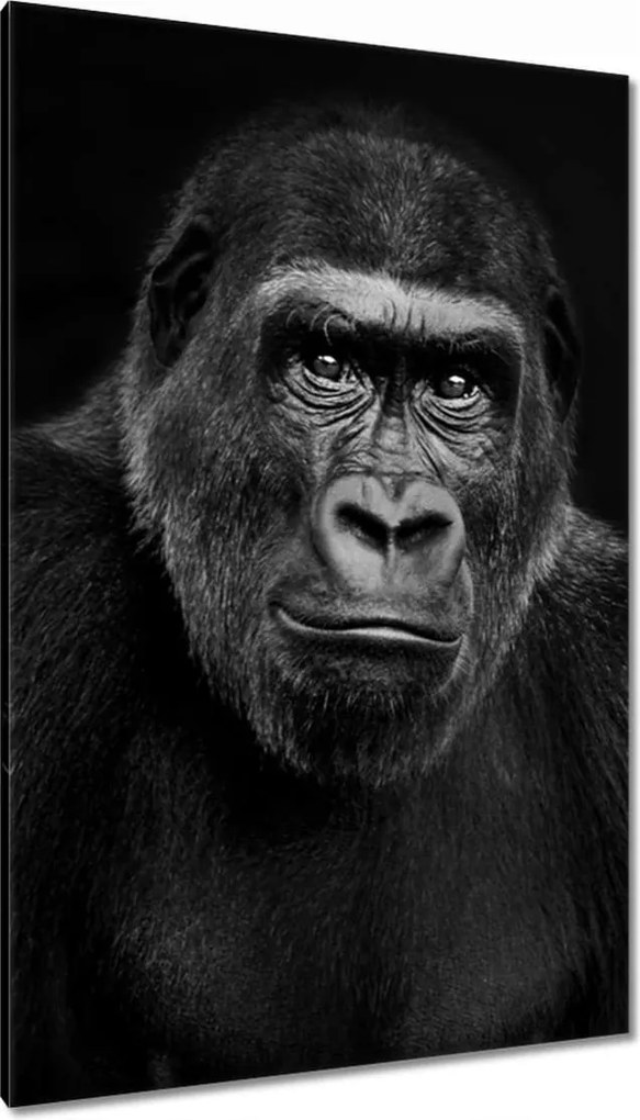 Vászonkép 80x120 Fekete alföldi gorilla