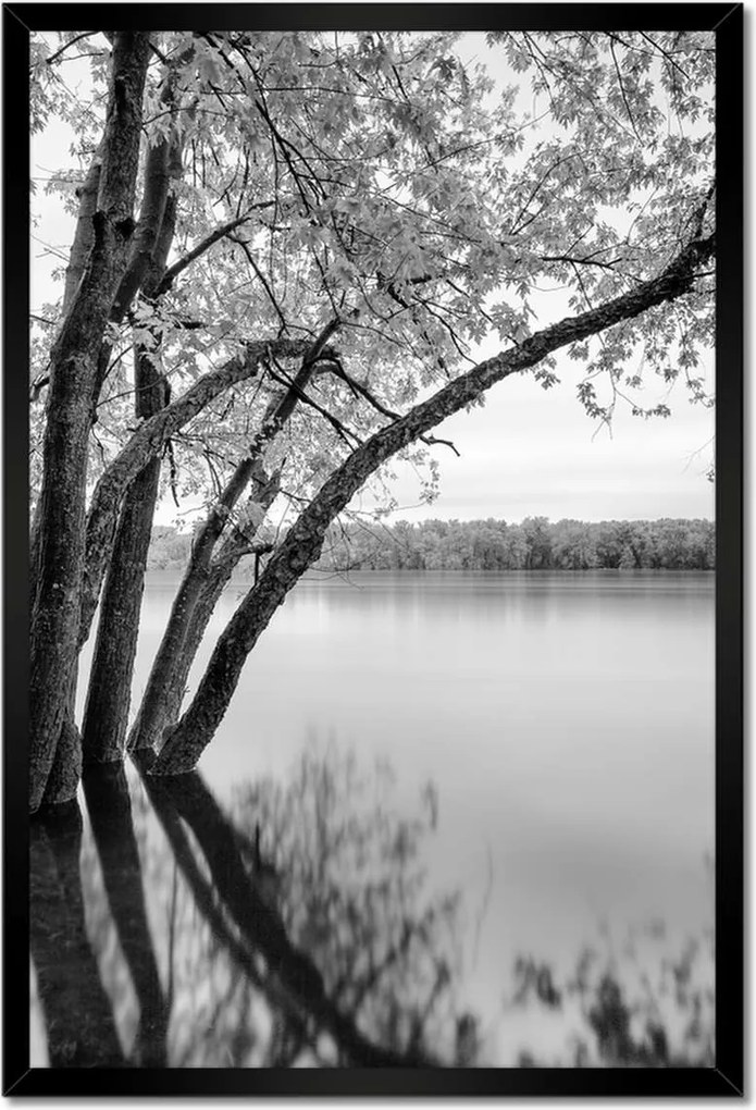 Poszterek keretben 40x60 Fák Erdő Tó