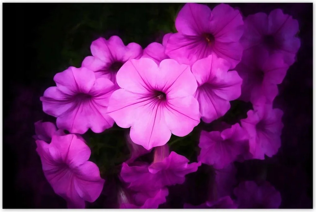 Poszterek 120x80 Petunia lila virágai