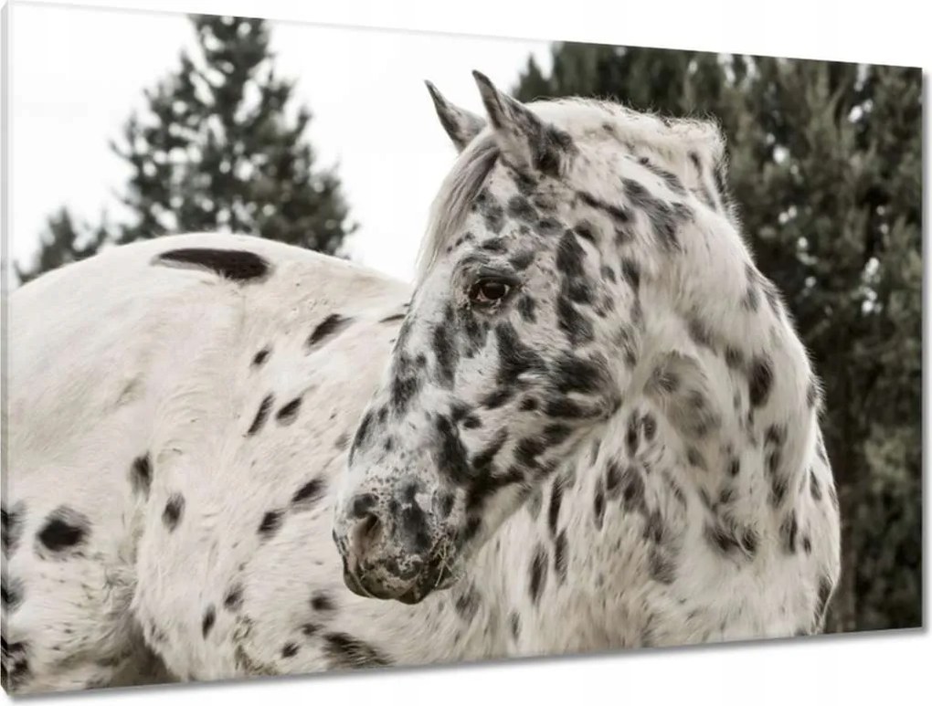 Vászonkép 120x80 Almás ló