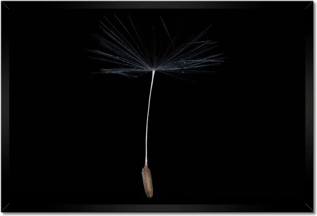 Poszterek keretben 60x40 Pitypang Virág Virágok