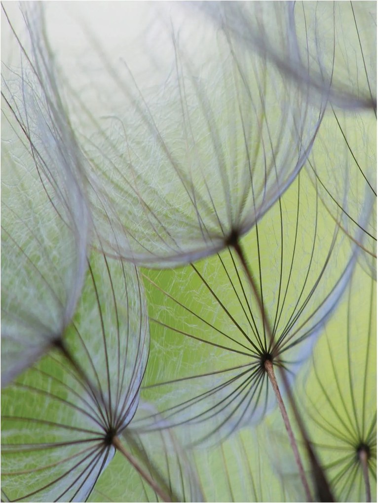 Flizelin fotótapéta Pitypang golyók Makro Nyári nyugalom 206x275 +ragasztó