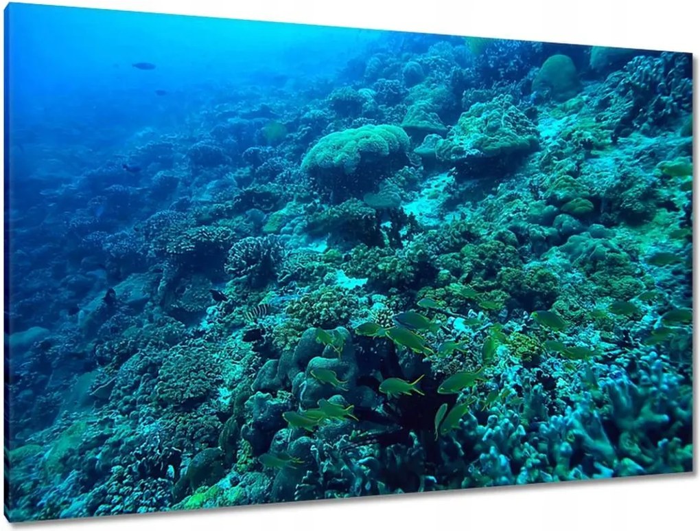 Képek 120x80 Víz alatti haltúra