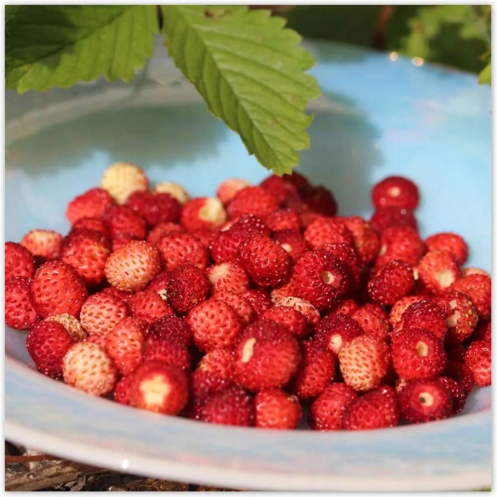 Poszterek 100x100 Erdei szintek