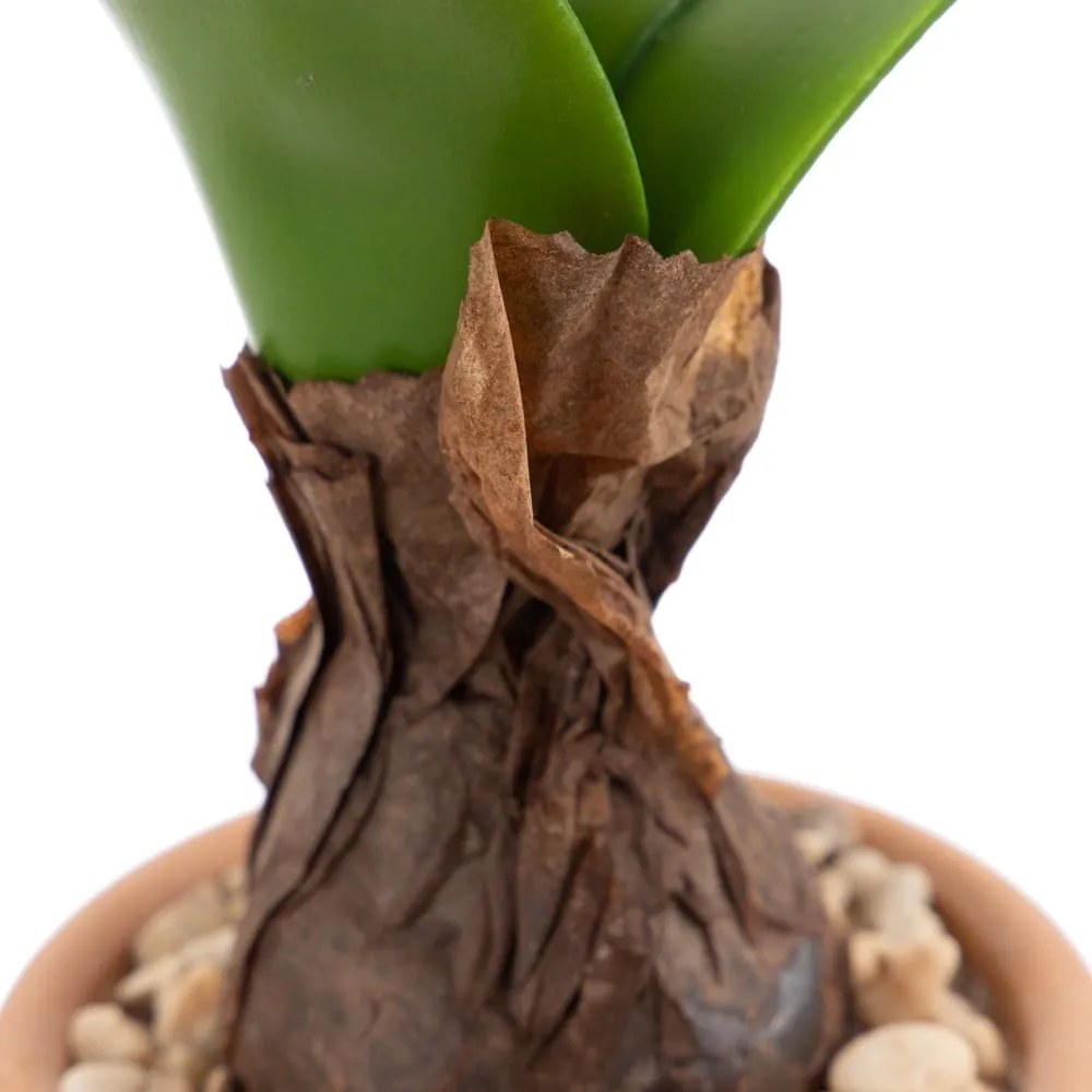 Műnövény (magasság 29 cm) Hyacinth – Ixia