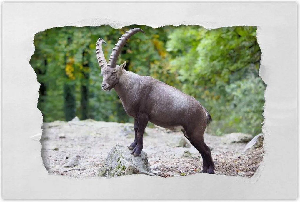 Poszterek 90x60 Alpesi bak Szarvak