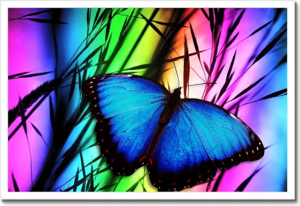Poszter keretben 60x40 Kék pillangó