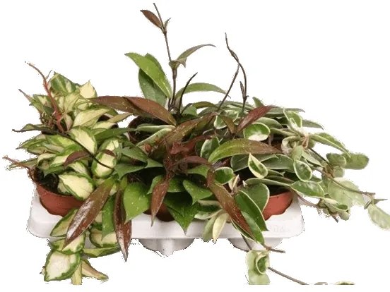 IBH HÚSOS VIASZVIRÁG CS:12CM HOYA CARNOSA