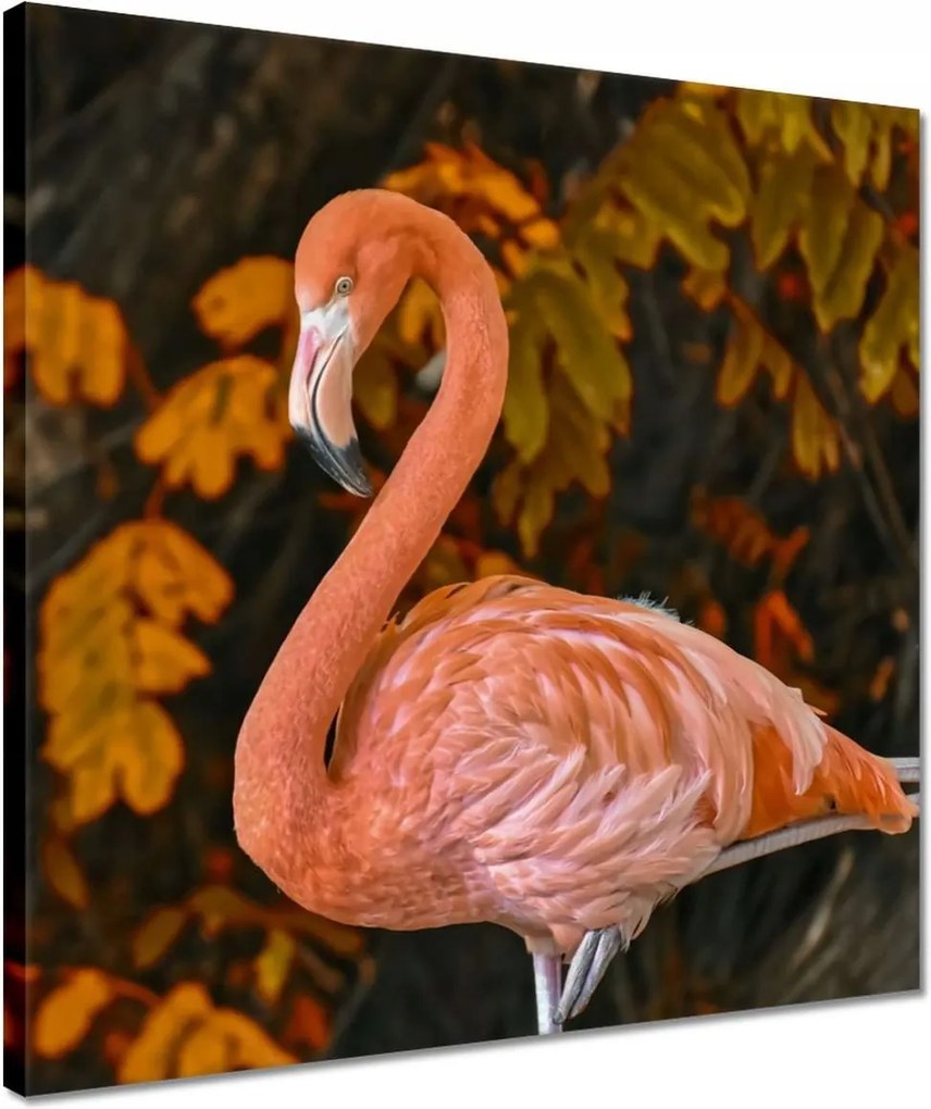 Vászonkép 40x40 Pelikán a természetben