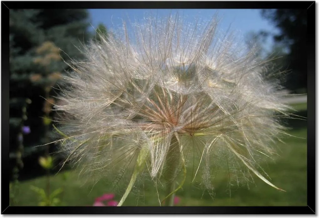 Poszterek keretben 60x40 Pitypang Virág Virágok