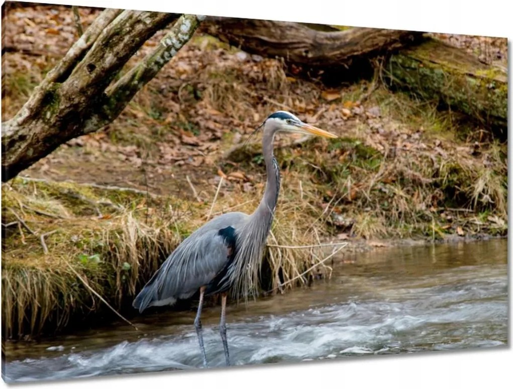 Vászonkép 120x80 Kalapos madár Tájkép Kilátás