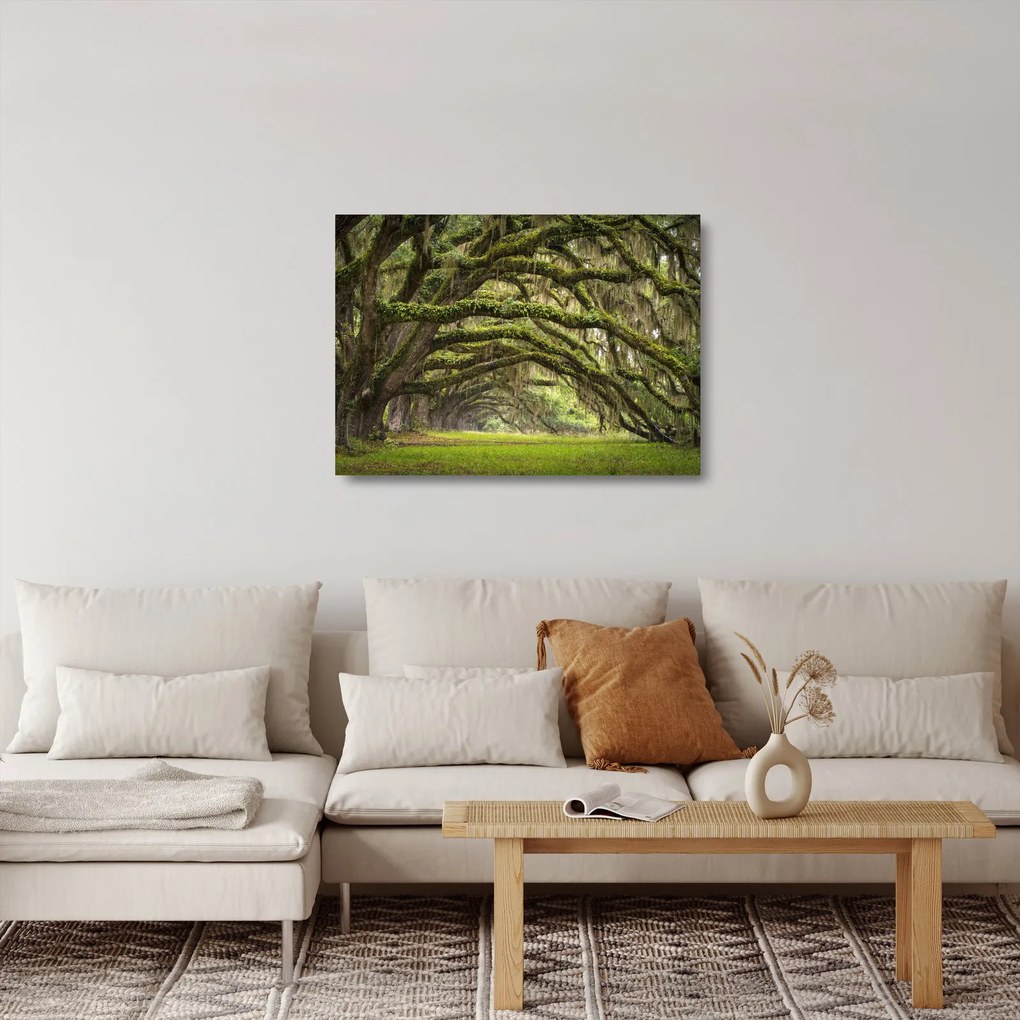 Kép - Oaks Avenue, Charleston, Dél-Karolina, Egyesült Államok (üvegen) (70x50 cm)