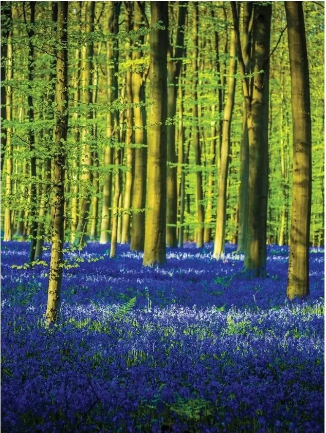 Flizelin fotótapéta Tavaszi erdő Kék virágok és zöld 206x275 +ragasztó