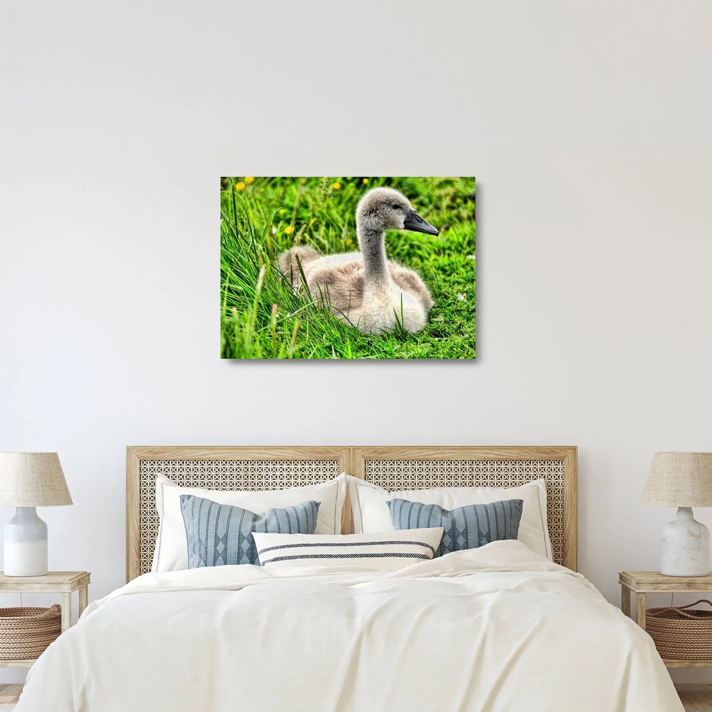 Kép - kis hattyú a fűben (üvegen) (70x50 cm)